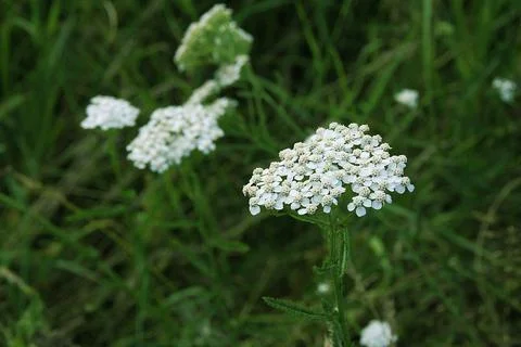 White yarrow Stock Photos