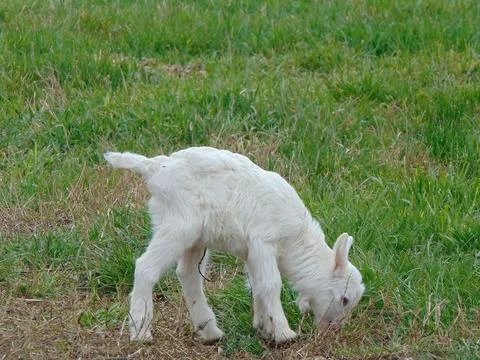White yeanling in the grass Stock Photos