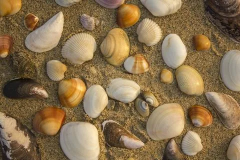 White yellow brown shells of different shapes and sizes on the sand close up. Stock-Fotos
