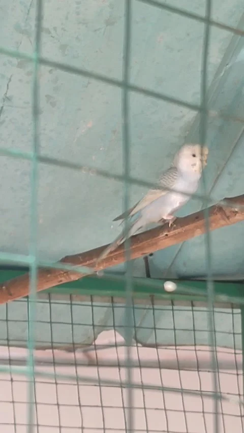 White-yellow budgerigar perched inside a cage Video stock 336810365