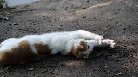 White - yellow cat scratching the back rolling on the ground Stock Footage 160813828