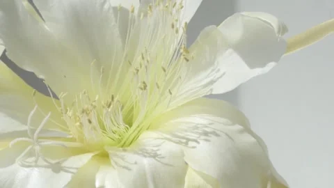 White -yellow core flower of cactus blooming at sunny day. macro 4k footage Stock Footage 314739313