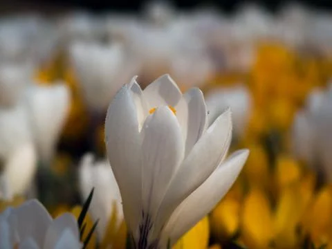 White yellow crocus colorful iris blossom flower Stock Photos