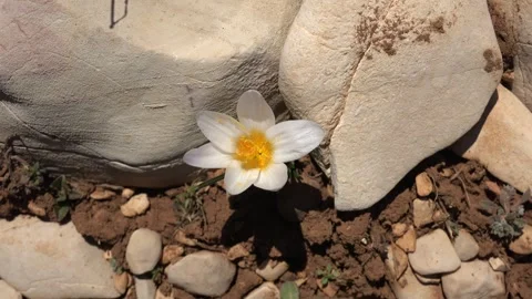 White yellow crocus flower blooming wild among stones and rocky soil in habitat Stock Footage 339562388