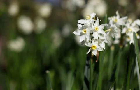 White yellow daffodils Stock Photos
