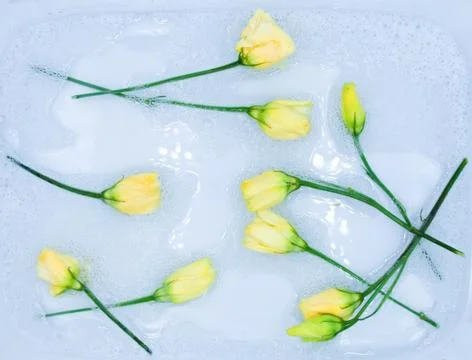 White yellow Eustoma lisianthus tiny tender rose flower buds floating in a wh Stock Photos