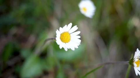 White yellow flower close-up Stock Footage 121005518