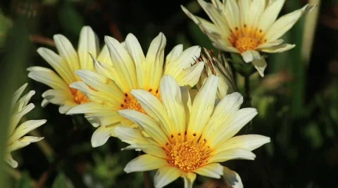 White Yellow Flowers Stock Footage 738227