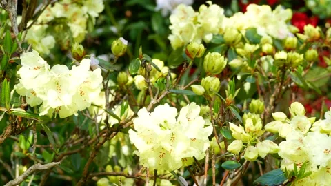 White yellow flowers of rhododendron in spring - close up - windy Stock Footage 155447938