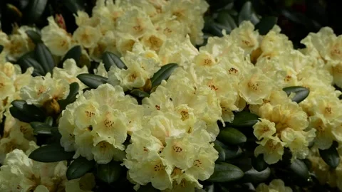 White yellow flowers of rhododendron in spring - close up - windy Stock Footage 155449185