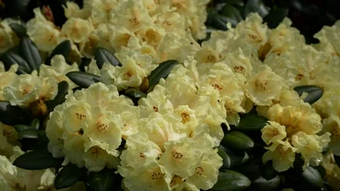 White yellow flowers of rhododendron in spring - close up - windy Stock Footage 155449569