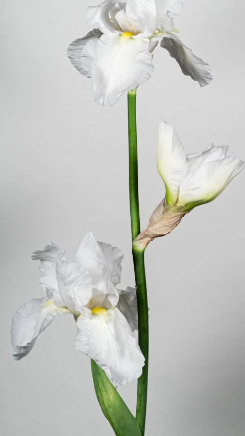 White Yellow Iris Flower Opening Bud in Time Lapse on a White Background. T.. Stock Footage 337128440