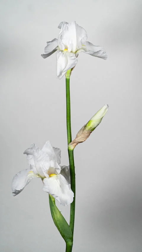 White Yellow Iris Flower Opening Bud in Time Lapse on a White Background. T.. Stock Footage 339599212