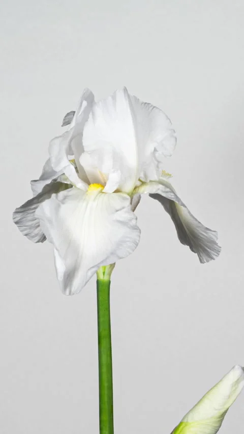 White Yellow Iris Flower Opening Bud in Time Lapse on a White Background. T.. Stock-Footage 341006133