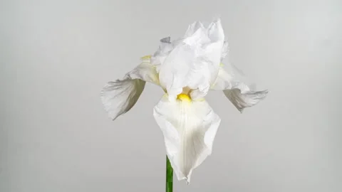 White Yellow Iris Flower Opening Bud in Time Lapse on a White Background. T.. Stock Footage 342266416
