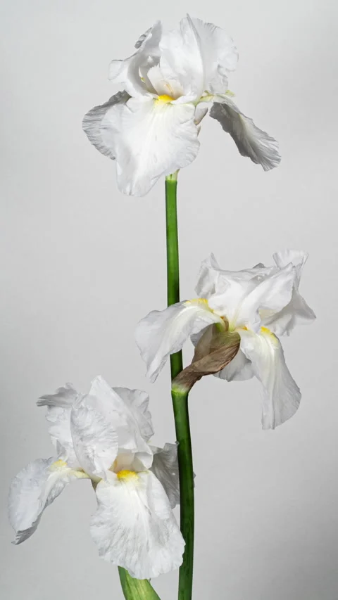 White Yellow Iris Flower Opening Bud in Time Lapse on a White Background. T.. Stock Footage 345221145