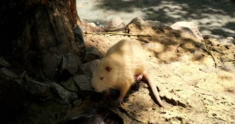 White, yellow nutria itches, looking food natural zoo ranch. Big cute rat mouse. Video stock 172760443