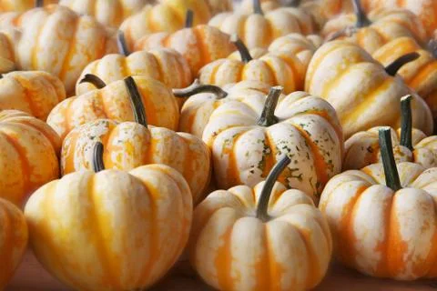 White yellow pumpkin squash Stock Photos