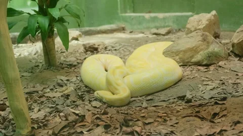 White-yellow python coiled behind glass with large python in natural enclosure Stock Footage 339793538