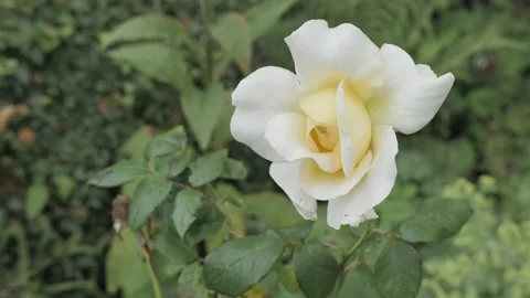 White Yellow Rose blowing in wind - high angle Vídeo Stock 226173780