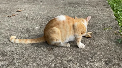 White yellow sick stray cat eats food. 4k Vídeos de archivo 247010956