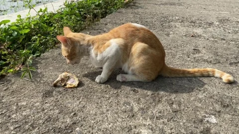 White yellow sick stray cat eats food. 4k Video stock 247011017