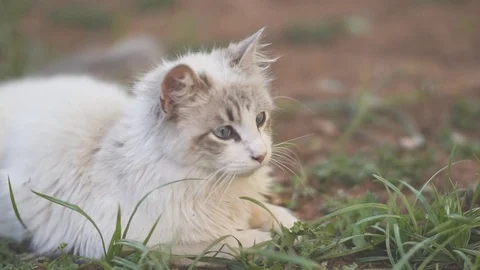 White young cat playing on grass Video stock 122219799