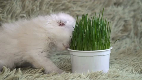 White young cat sniffs potted plant Stock Footage 87418863