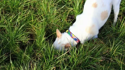 White young dog digs the ground on lawn puts his head in a hole super slow mo Stock Footage 236785024