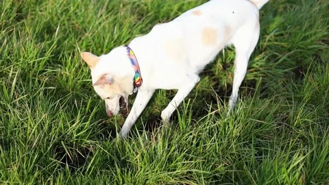 White young dog digs the ground on lawn puts his head in a hole super slow mo 스톡 동영상 236787702