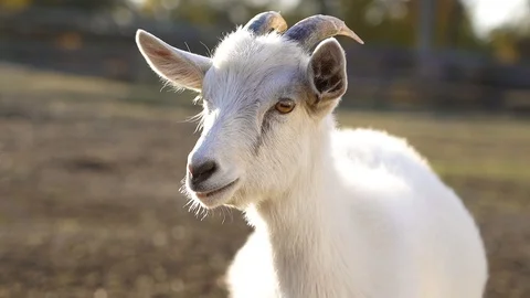 White young goat looks straight, makes a sound. Goat looking at the camera Stock Footage