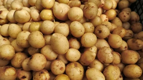 White young potatoes close-up, slow motion. Potato seed, seed potatoes Stock Footage 245984440
