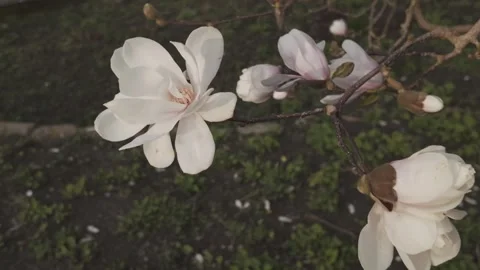 White Yulan Magnolia flower petals swaying by the wind Stock Footage 344809853