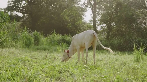White zebu cattle grazing on low green grass in a sun-dappled tropical past.. Stock Footage 346813308