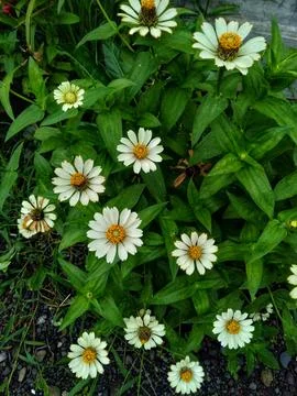 White zinnia Stock Photos