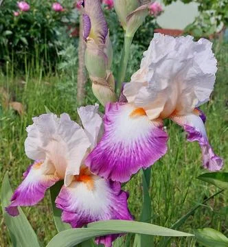White_iris_with_lilac_border Stock Photos