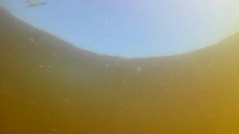 Whitebait in a Small Pond; Blue Sky Above; Dirty Water; Looped Stock Footage 104255692