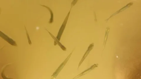 Whitebaits in water. Stock Footage 76044847