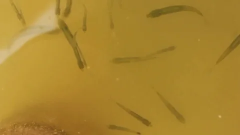 Whitebaits in water. Stock Footage 76044877
