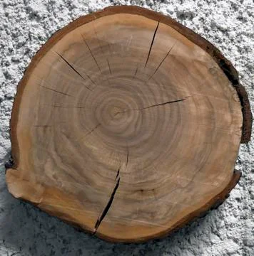 The  whitebeam tree Stock Photos