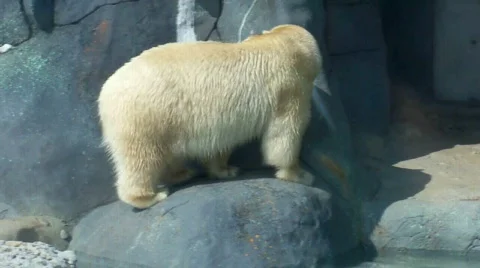 Whitebear Stock Footage 509361