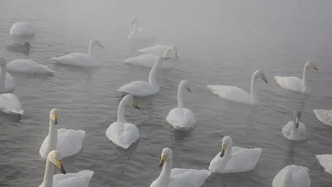 Whitebirds Stock Footage 103090715