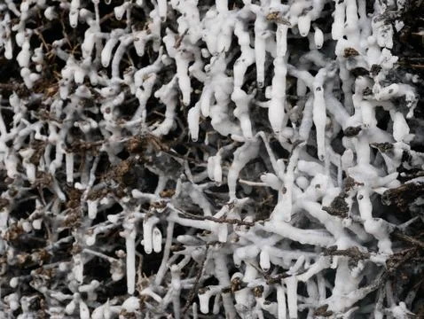 White/Black Abstract branches 스톡 사진