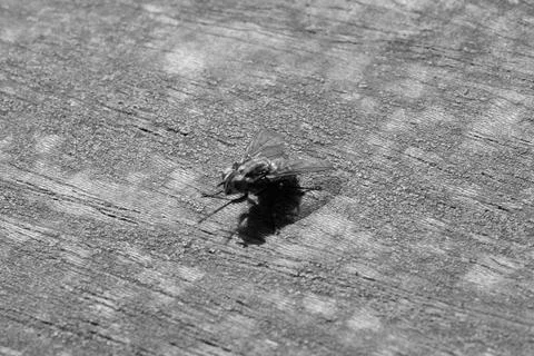 WhiteBlackFlyMacro Stock Photos