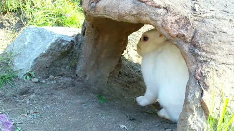 Whitebunnyy Stock Footage 511378