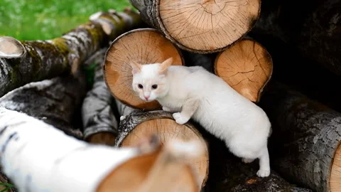 Whitecat Stock Footage 133463207