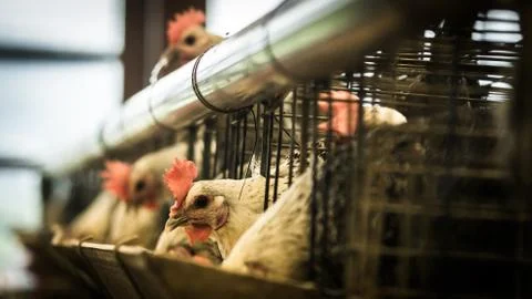 Whitechicken 스톡 사진