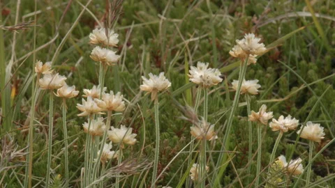 WhiteClower Trifolium repens Video stock 166967455