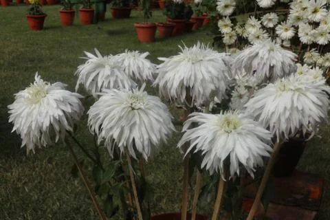 Whitecluster Stock Photos