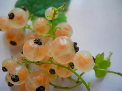 Whitecurrant bunch Ribes niveum Foto stock